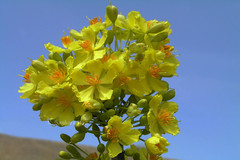 Ochna gamblei